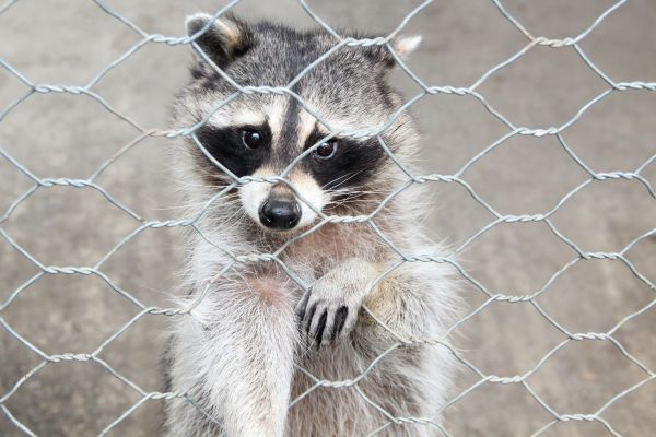 North Charleston Wildlife Removal