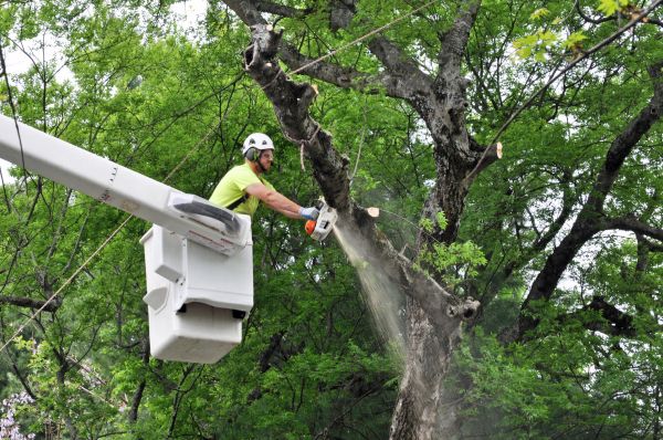 North Charleston Tree Trimming