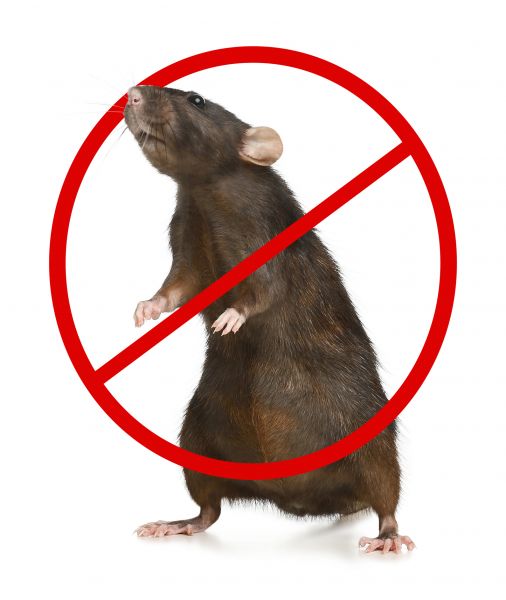 North Charleston Pest Control Service