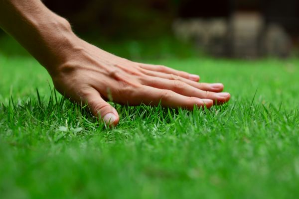 North Charleston Lawn Treatment